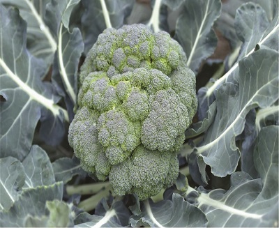 brocoli calabx10gm
